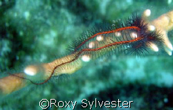 Brittle Star, Bonaire, N.A. by Roxy Sylvester 